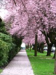 Cherry blossoms in season along S Orcas St
