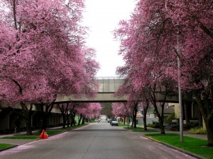 Cherry blossoms between Seattle Design Ctr and Sur La Table