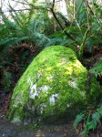 Moss-covered rock