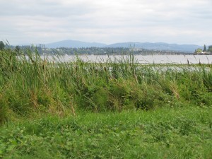 View from Union Bay Natural Area